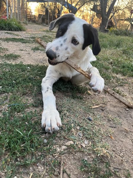 Harper