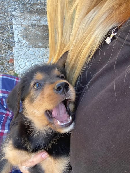 Zuko