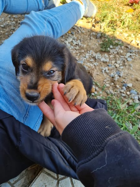 Zuko