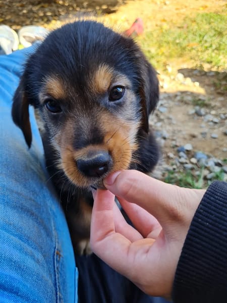 Zuko
