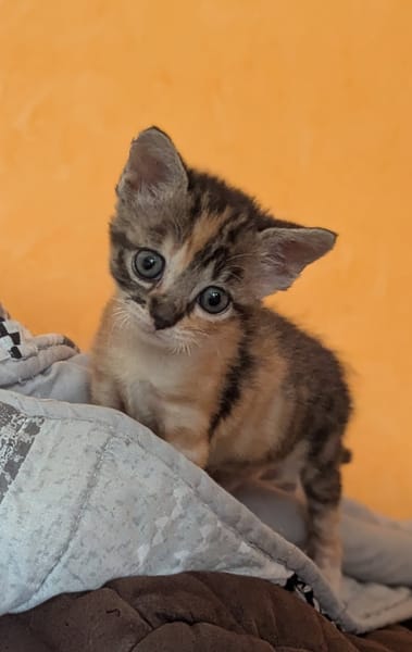 Lola