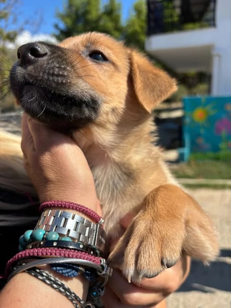 balu