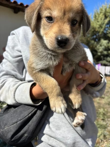 leo