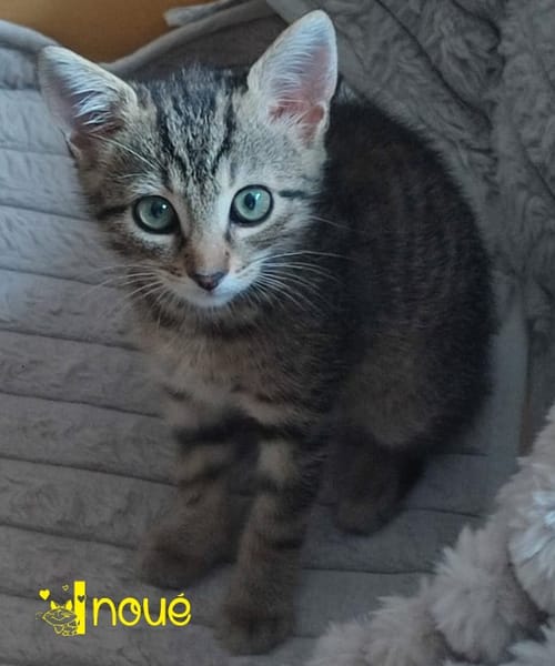 INOUÉ