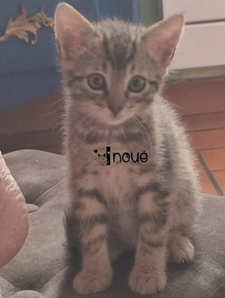 INOUÉ