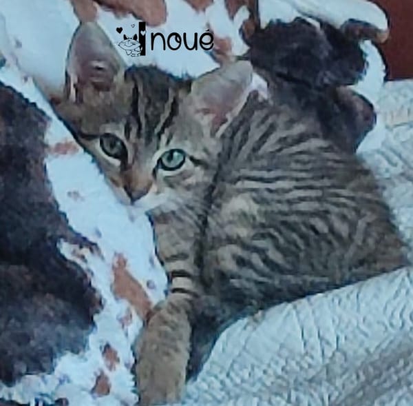 INOUÉ