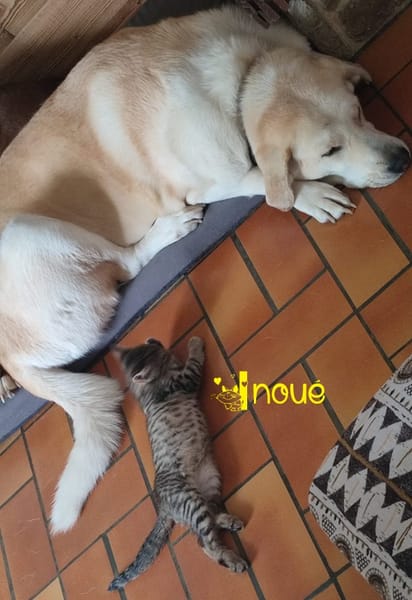 INOUÉ