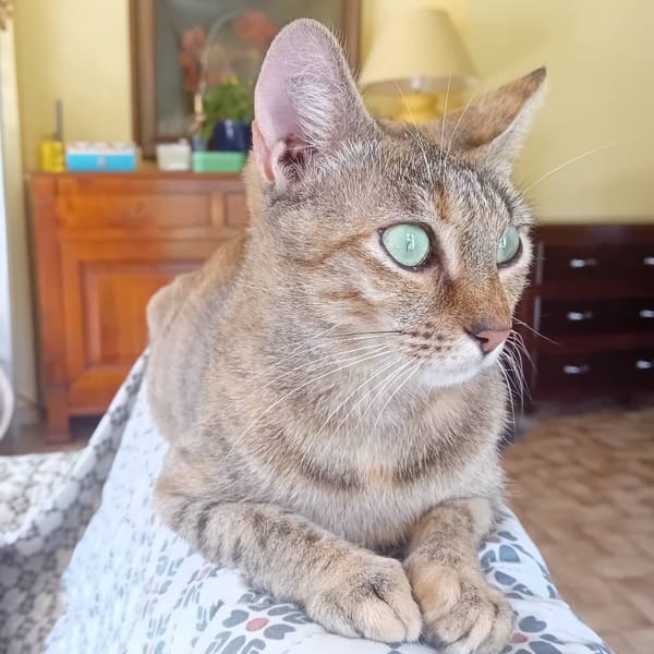 NINA*