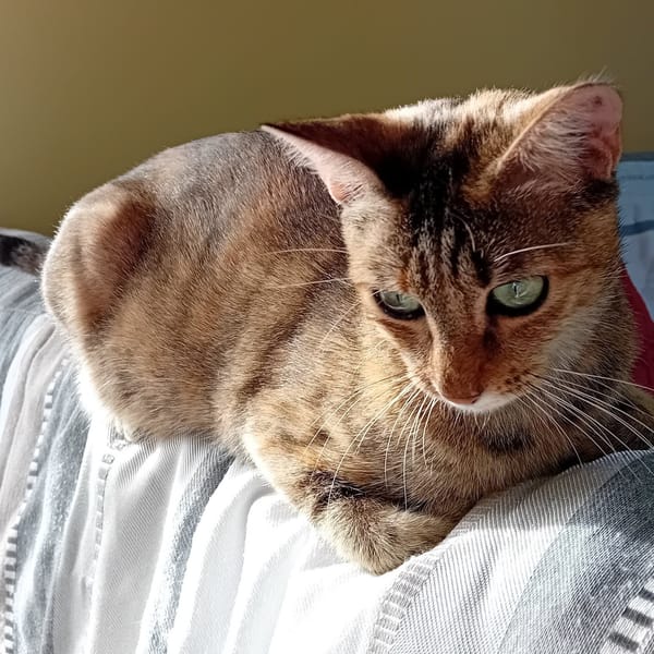 NINA*