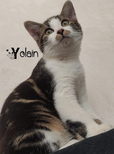 YOLAIN