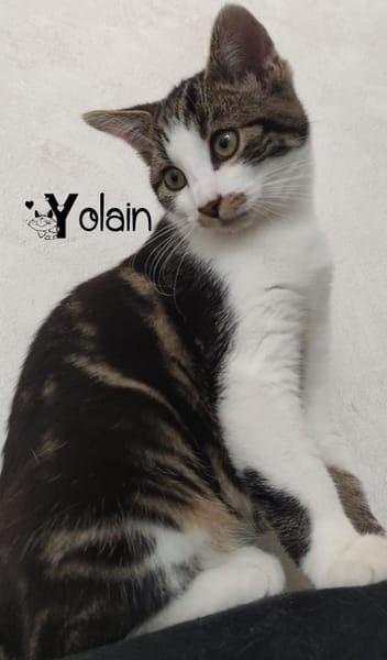 YOLAIN
