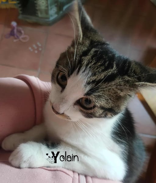 YOLAIN