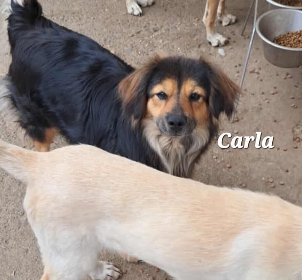 Carla