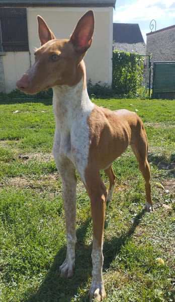 Alba