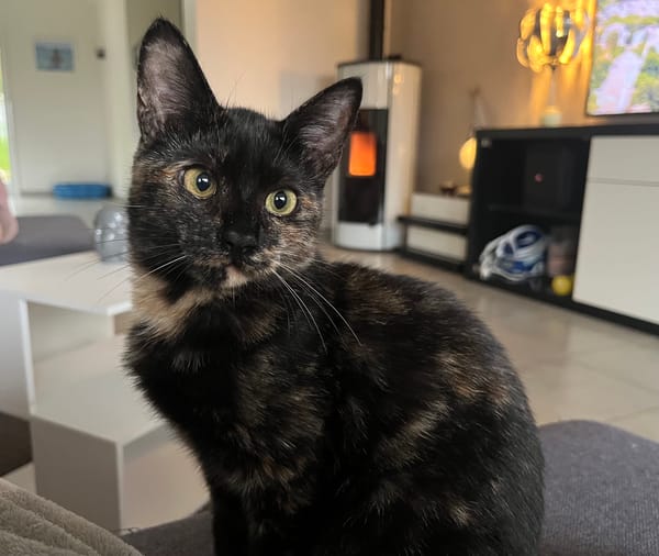 Ayla