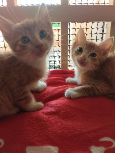 Dakar y honey