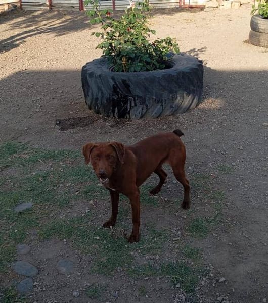 Rufo