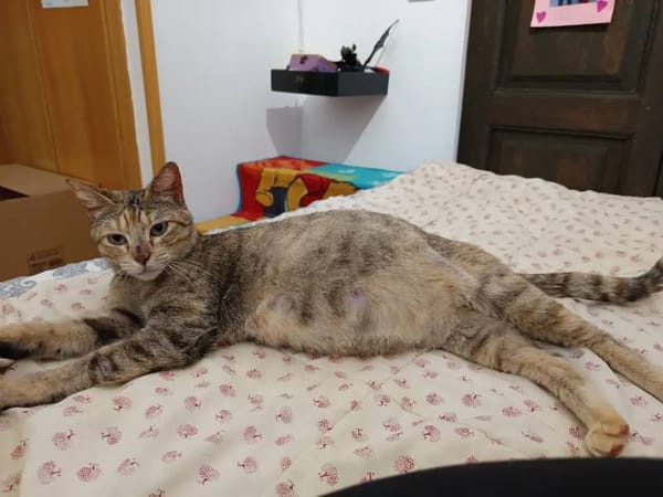 Miga