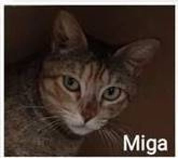 Miga