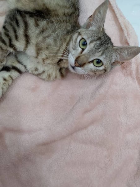 Vida