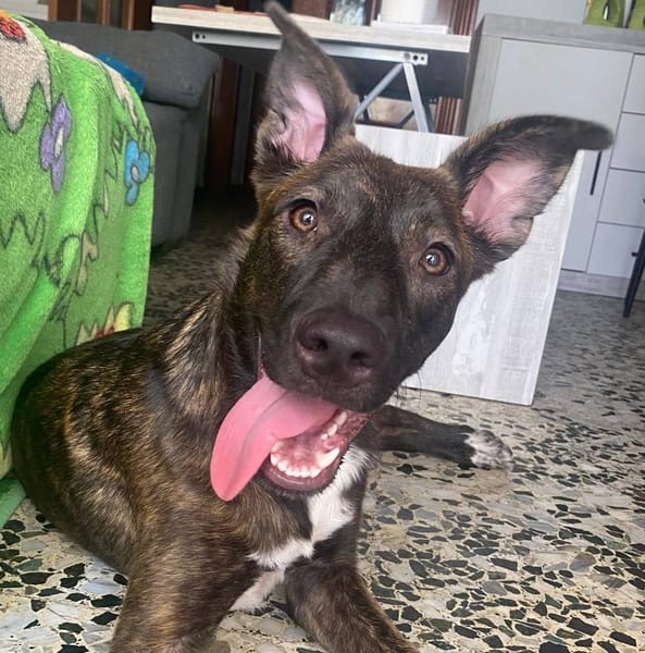 MÍA