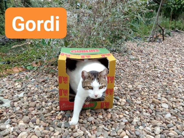 Gordi