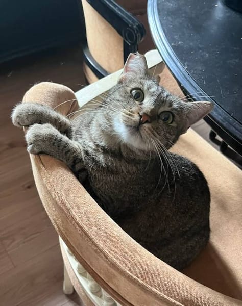Nora