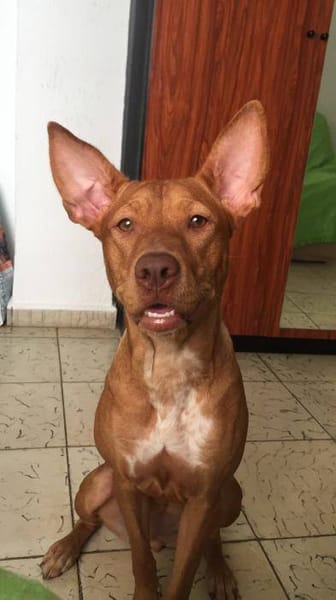 Musa