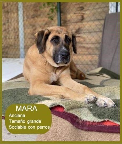 Mara