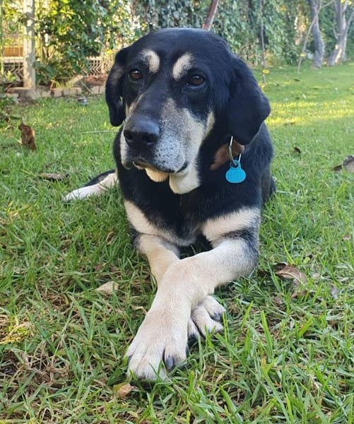 Milo