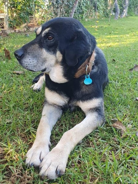 Milo