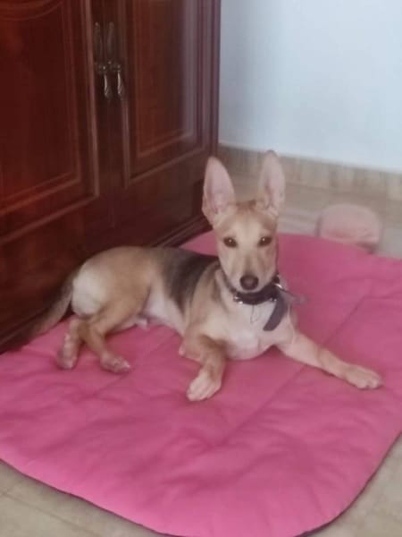 Aitor