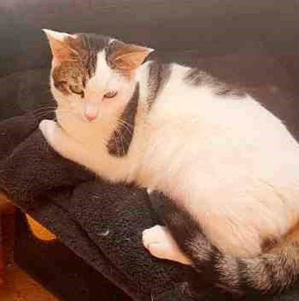 Turrón