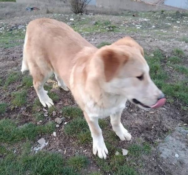 Dani