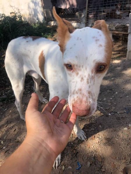 Angelito