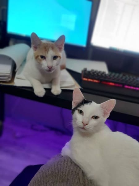 Chamber y phenix