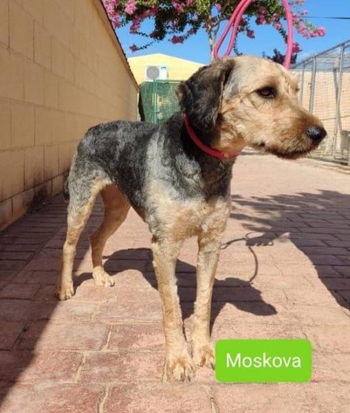 Moskova