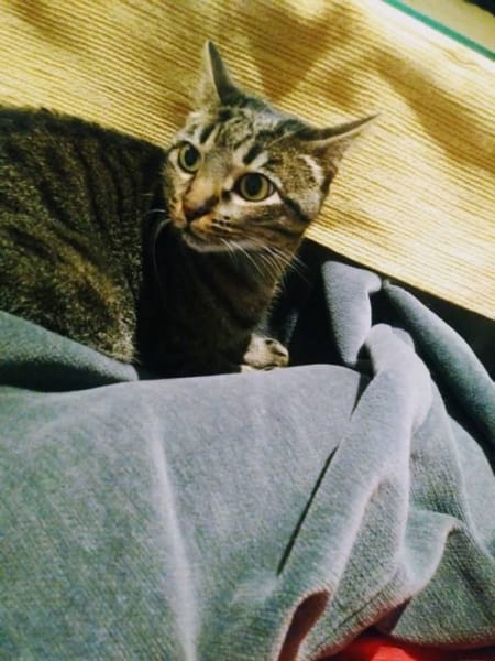 Nico