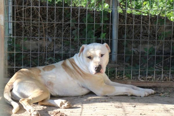 Bollo