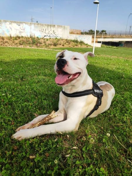 Bollo