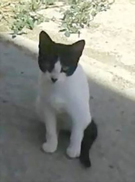 Rayito veloz