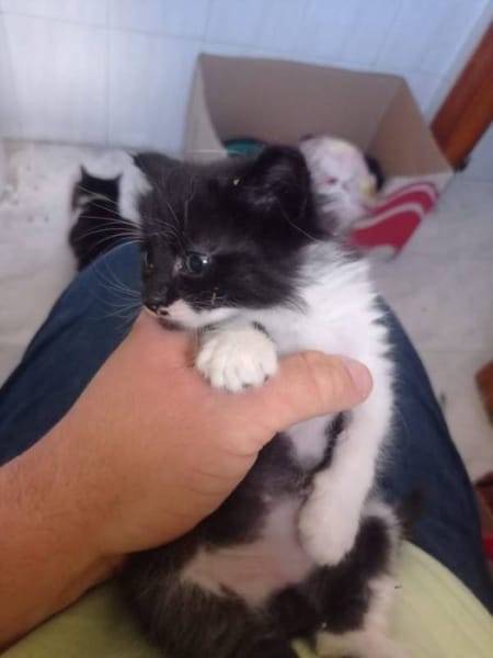 Bigotes