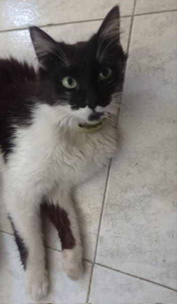 Bigotes