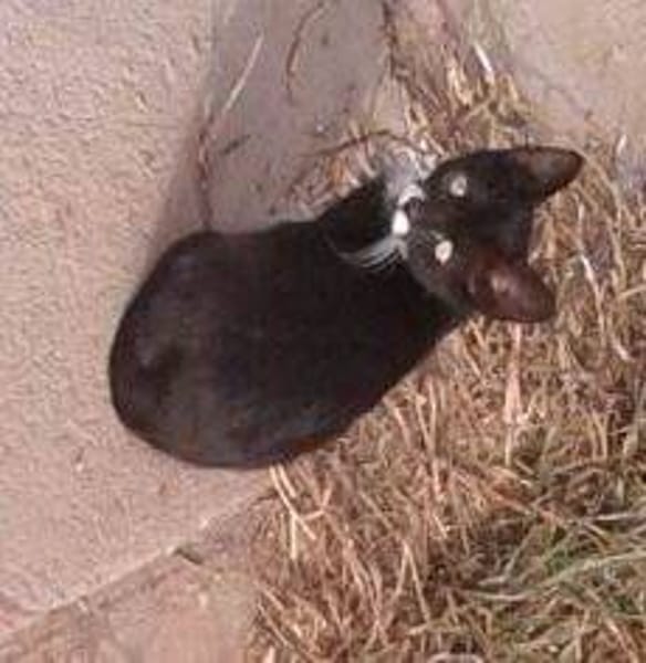 Blacky