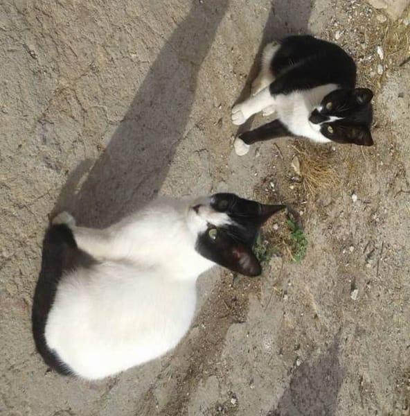 Hermanitos