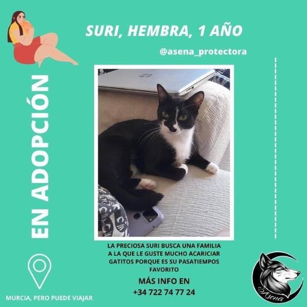 Suri