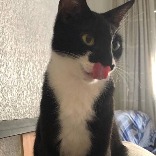 Suri