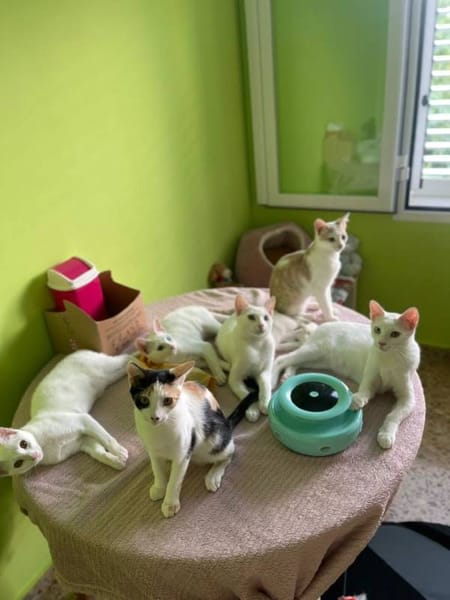 Limón, fresa, canela, trico y celeste