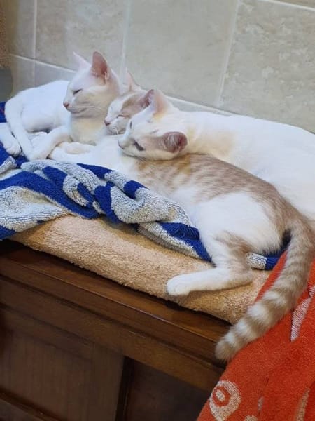 Limón, fresa, canela, trico y celeste