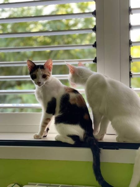 Limón, fresa, canela, trico y celeste